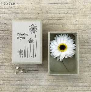 ***NEW***East of India Dried Flower Matchbox