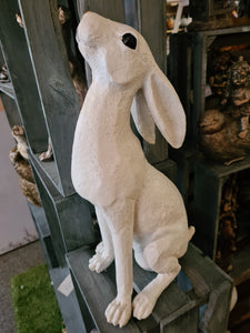 Hare Moongazing