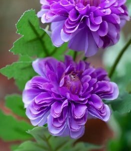 Chrysanthemum spray purple