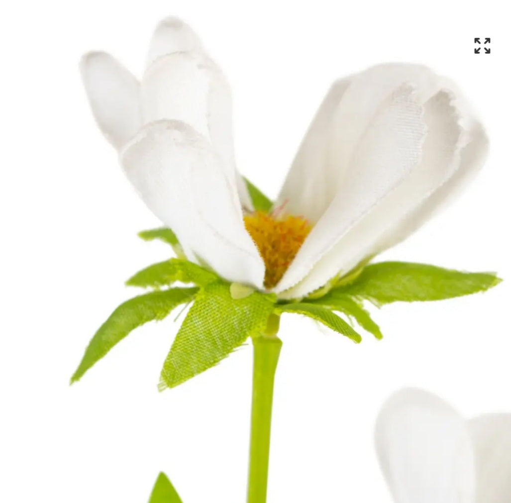 Japanese Anemone white