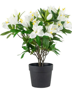 White azalea in pot