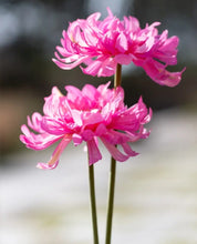 Load image into Gallery viewer, Chrysanthemum Pink
