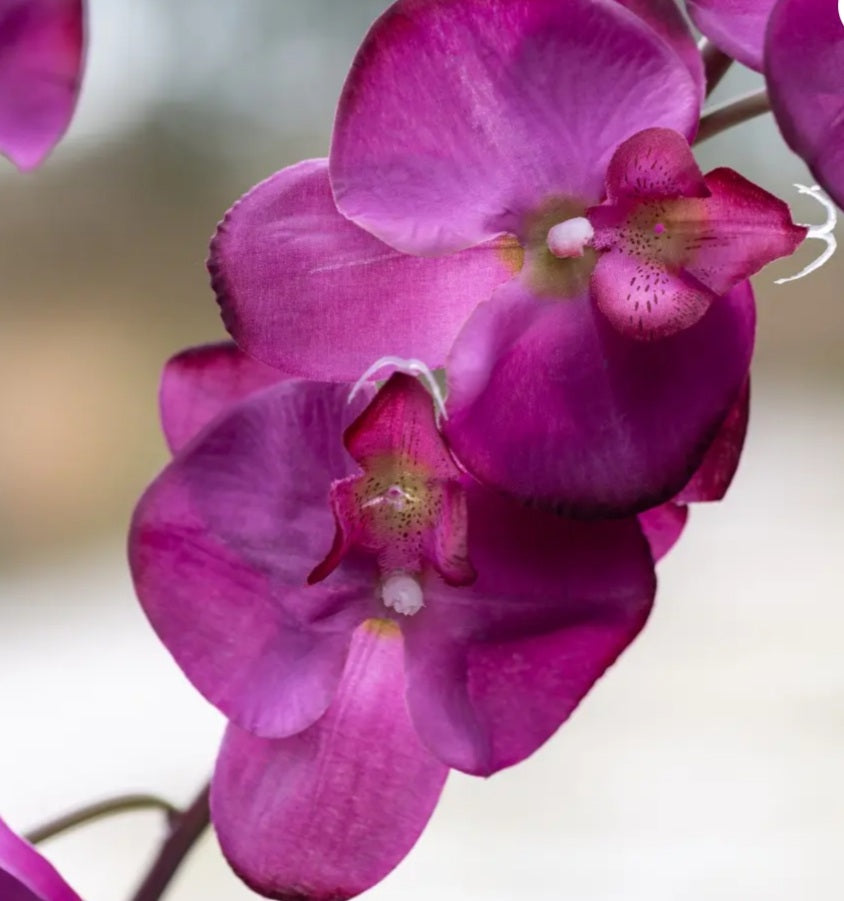 Orchid Spray Purple