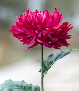 Chrysanthemum Dark Pink