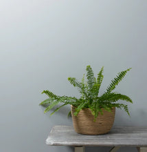 Load image into Gallery viewer, Frenchic Wall Paint Seagull
