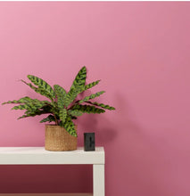 Load image into Gallery viewer, Frenchic Wall Paint Love Letter
